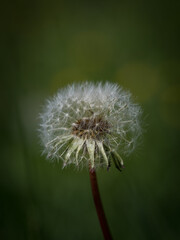 A closeup of a dandelion at spring in saarland, with copy space