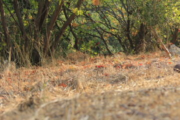 Lebanon - Debbieh - Nature
rock, forest, stone, nature, landscape, rocks, mountain, tree, trees, park, creek, woods, stones, brook, grass, wood, summer