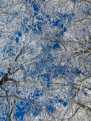 snow covered branches
