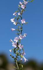 Clinopodium sp - Wild basil