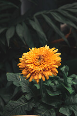 Nature of flower and bee in garden