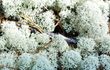 Natural natural background of gray lichens and branches. Cladonia Prialpine close - up
