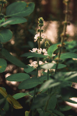 Nature of flower and bee in garden