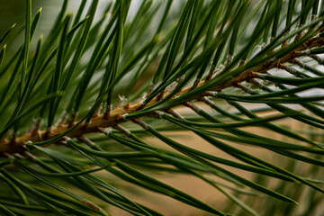 pine background