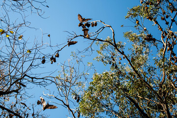 Grey-headed flying foxes hanging in a tree. Australian native animal mega bat