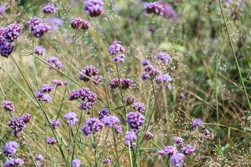 Obraz premium Verbena bonariensis and grass