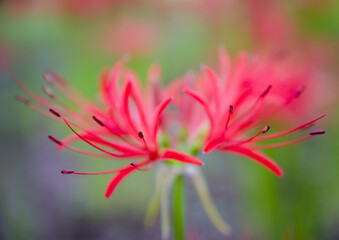 Fototapeta premium 彼岸花のクローズアップ