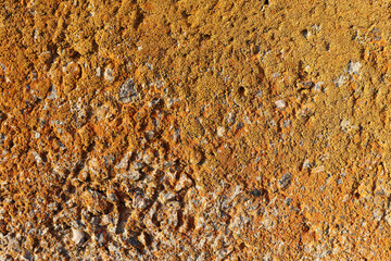 Сement wall surface with yellow moss. Abstract concrete slab background