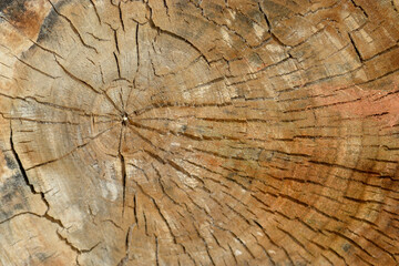 Fototapeta premium Wooden cross section showing growth rings. Wood structure, abstract background. Copy space. Dry old tree with cracks. High quality photo