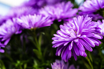 purple aster flower