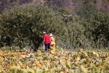 Fototapeta premium The Oak Glen Apple Festival: People Walking through the Farm at the Harvest Festival Selecting a Pumpkin to Take Home