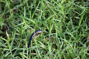 Black and Yellow Flat Millepede