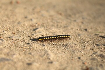 Black and Yellow Flat Millepede
