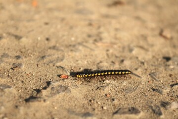 Black and Yellow Flat Millepede