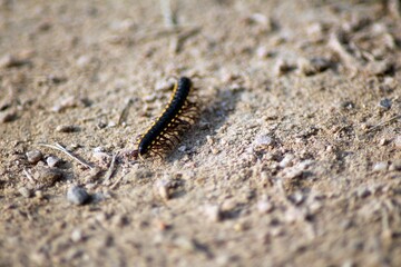 Black and Yellow Flat Millepede