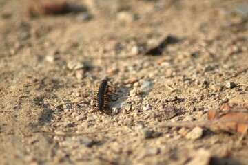 Black and Yellow Flat Millepede