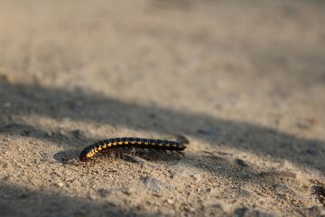 Black and Yellow Flat Millepede