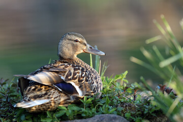 The female mallard or wild duck (Anas platyrhynchos) in the green. Mallard in the middle of green plants.