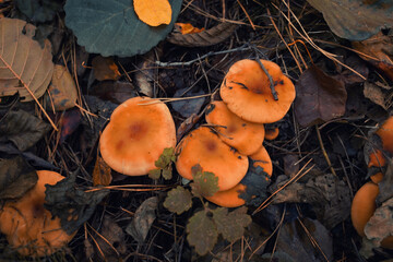 autumn yellow mushrooms