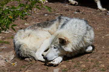 gray white polar wolves
