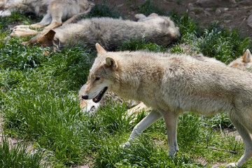 a group of wolves