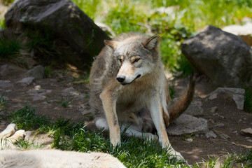 portrait wolves who scratches himself