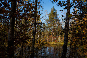 Colorful early autumn in the pine forest with the lake in North-West Russia. 