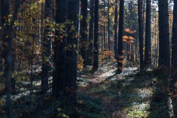 Early sunny autumn morning in the pine forest. 