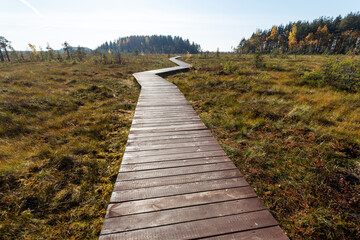 Fototapeta na wymiar Wooden path through the swampy lands in autumn. 