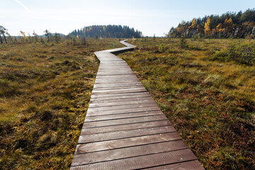 Obraz premium Wooden path through the swampy lands in autumn. 