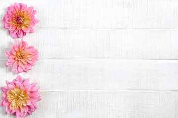 Dahlia flowers on a white wooden table. Top view