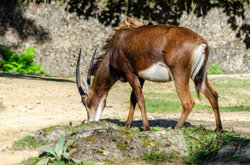 Hippotrague noir (Hippotragus niger)