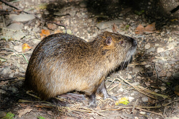 Ragondin, Myocastor coypus