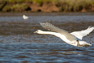 seagull in flight
