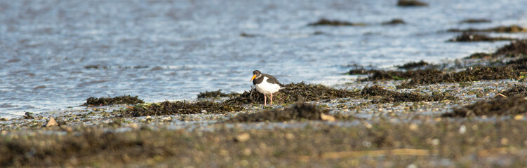 Oystercatcher