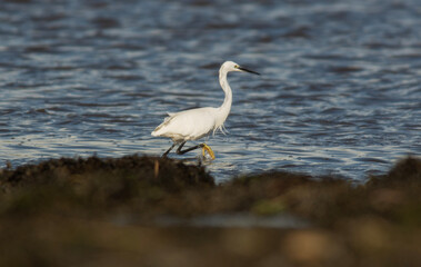 wading curlew