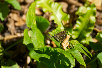 Fototapeta premium Speckled Wood Butterfly (Pararge aegeria) perched on green leaf in Zurich, Switzerland