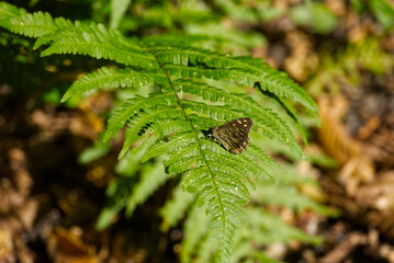 Speckled Wood Butterfly (Pararge aegeria) perched on fern leaf in Zurich, Switzerland