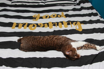 Sieste de chat © d_e_r_i_c