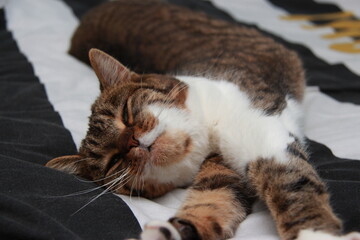 Sieste de chat © d_e_r_i_c