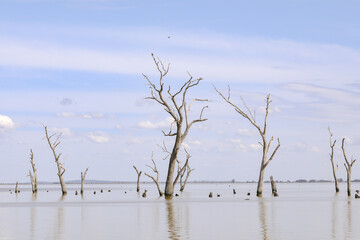 Kow Swamp, Victoria Australia. Water scene with dead trees.