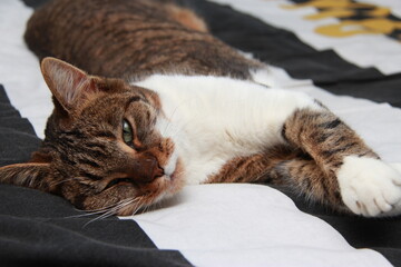 Sieste de chat