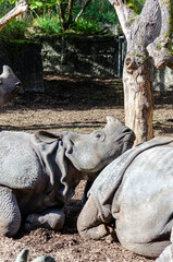Obraz premium Rhinocéros blanc (Ceratotherium simum) 