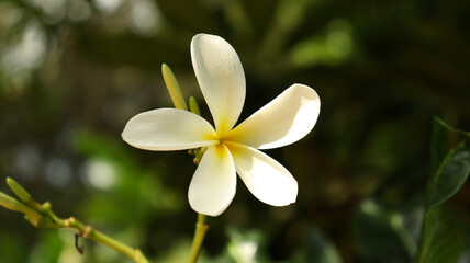 Fototapeta premium White flower blossom nature greenery and blur background