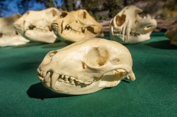 Black Bear Skull with a Skull Display in an Outdoor Setting
