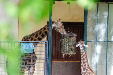 Girafe de Kordofan avec son bébé (Giraffa camelopardalis antiquorum)