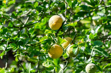 Citronnier épineux ou Oranger trifolié (Poncirus trifoliata) 