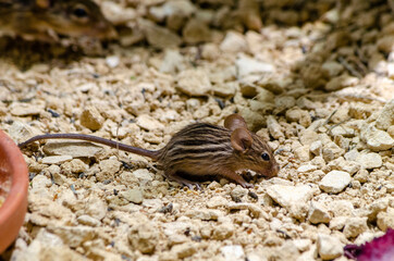 Streifengrasmäuse (Lemniscomys) 