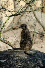 Suricate (Suricata suricatta)
