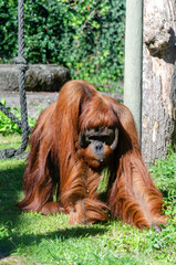 Naklejka premium Orang-outan de Sumatra (Pongo abelii) 